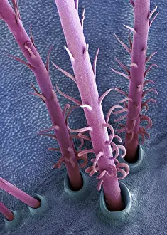 Caterpillar hairs, SEM
