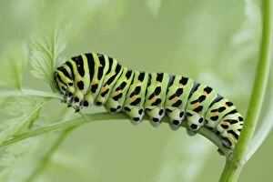 Bulgaria Gallery: Caterpillar of an Old World Swallowtail -Papilio machaon-, Pleven region, Bulgaria