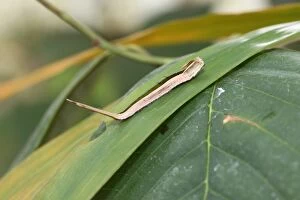 Images Dated 1st November 2011: Caterpillar of the purple mort bleu butterfly -Eryphanis polyxena-, found in South America