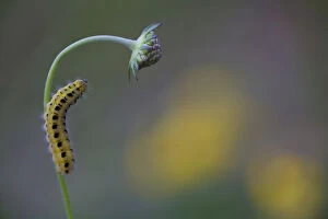 Images Dated 4th July 2012: Caterpillar of a Six-spot Burnet Moth -Zygaena Filipendulae-, Germany