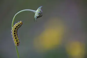Lepidoptera Prints: Caterpillar of a Six-spot Burnet Moth -Zygaena Filipendulae-, Germany