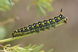 Hawk Moth Prints: Caterpillar of the Spurge Hawk-moth -Hyles euphorbiae- feeding on its food plant Cypress Spurge -Euphorbia cyparissias
