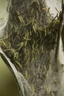 Caterpillars of the Ermine Moth -Yponomeuta sp.-, Bergisches Land, North Rhine-Westphalia, Germany