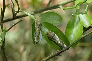 Images Dated 15th June 2011: Caterpillars of the scarlet mormon -Papilio rumanzovia-, early stage, found in South America