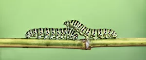 Images Dated 11th October 2013: Two Caterpillars on a stem