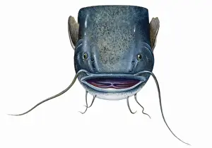 Predator Prints: Catfish (Silurus glanis), head showing very long barbels on upper and lower jaw