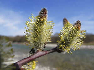 Images Dated 3rd April 2011: Catkins, purple willow, purple osier -Salix purpurea-, wetlands of the Isar River, Upper Bavaria