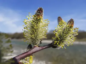 Catkins, purple willow, purple osier -Salix purpurea-, wetlands of the Isar River, Upper Bavaria, Bavaria, Germany, Europe