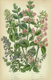 Catmint, Catnip, Ivy, Hoarhound, Calaminth, Thyme, Basil, Victorian Botanical Illustration