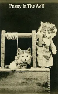 Cats In The Well
