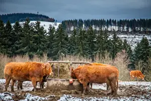 Cattle
