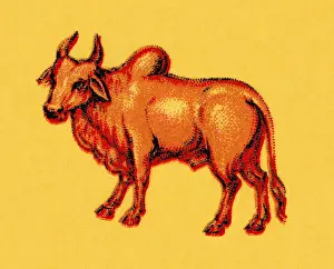 Illustration A Prints: Cattle