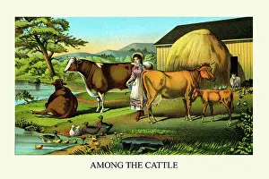 Bull Prints: Among the Cattle