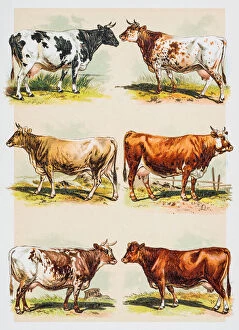Images Dated 7th June 2015: Cattle breeds engraving 1882