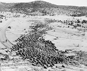 Cattle on a Cattle Drive