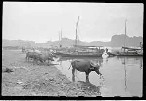Cattle Drinking Water from a Riverbank