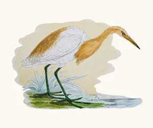 Cattle egret