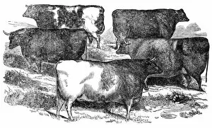 Images Dated 18th June 2015: Cattle engraving 1841