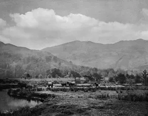 Cattle Grazing