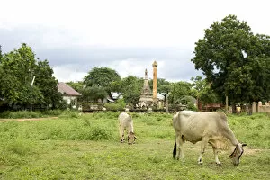 Myanmar Culture Gallery: Cattle grazing