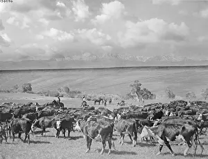 Cattle Grazing