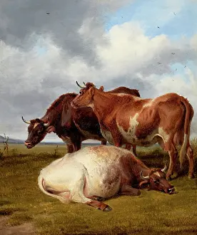 Bovine Prints: Cattle Grazing
