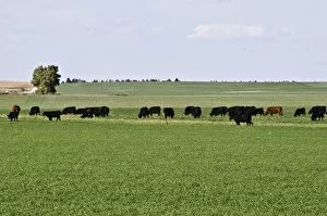 Images Dated 18th October 2015: Cattle grazing in grassland, Nebraska Panhandle, Nebraska, USA