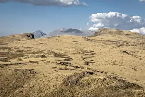 Amhara Prints: Cattle herd, Simien Mountains National Park, Ras Dashen, Ethiopia