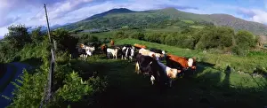 Cattle, Co Kerry, Ireland