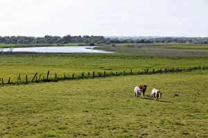 Bovid Gallery: Cattle on a pasture in front of the Shannon River, Clonmacnoise, County Offaly, Leinster