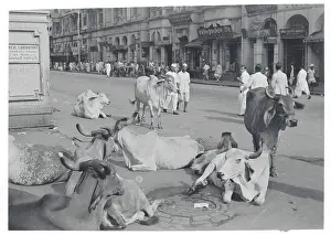 Mumbai Prints: Cattle Relaxing in Bombay