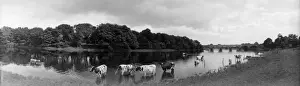 Cattle In River