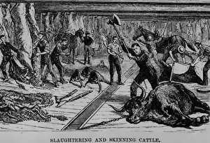 Cattle Slaughter
