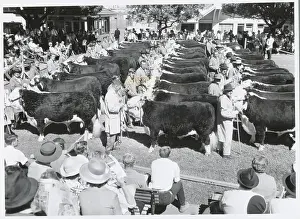Sydney Prints: Cattle Waiting in Judging Ring