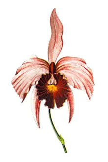 Cattleya trianae (Flor de Mayo, May flower)