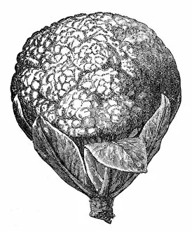 Images Dated 23rd May 2017: Cauliflower