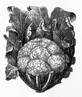 Images Dated 23rd May 2017: Cauliflower