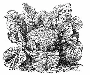 Images Dated 23rd May 2017: Cauliflower (brassica oleracea)