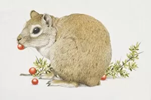 Cavia aperea, Cavy eating red fruit, side view