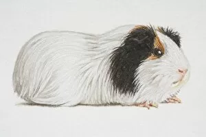 Cavia porcellus, black and white Domestic Guinea Pig, side view