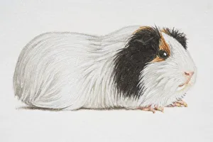 Dorling Kindersley Prints Gallery: Cavia porcellus, black and white Domestic Guinea Pig, side view