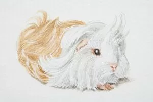 Dorling Kindersley Prints Gallery: Cavia porcellus, Non-self Peruvian Guinea Pig
