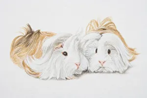 Images Dated 13th June 2006: Cavia porcellus, Two Non-self Peruvian guinea pigs