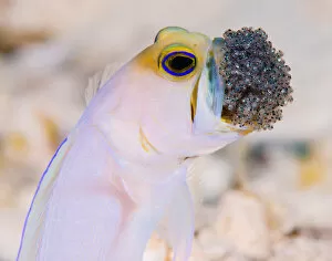 Images Dated 4th July 2012: Cayman Jawfish with eggs