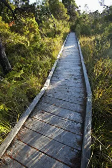 Images Dated 19th January 2012: The Cedar Boardwalk Path In The Shorepine Bog Trail In Pacific Rim National Park Near Tofino