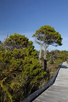 The Cedar Boardwalk Path In The Shorepine Bog Trail In Pacific Rim National Park Near Tofino