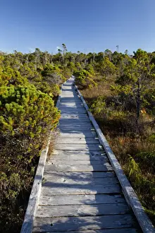 Trail Prints: The Cedar Boardwalk Path In The Shorepine Bog Trail In Pacific Rim National Park Near Tofino