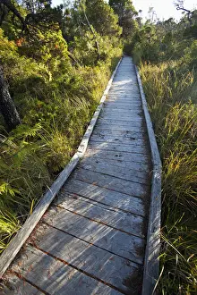 Rain Forest Prints: The Cedar Boardwalk Path In The Shorepine Bog Trail In Pacific Rim National Park Near Tofino