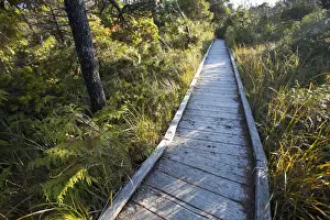 Walking Path Prints: The Cedar Boardwalk Path On The Shorepine Bog Trail In Pacific Rim National Park Near Tofino; British Columbia Canada