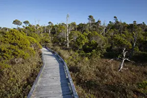 Clayoquot Sound Prints: The Cedar Boardwalk Path In The Shorepine Bog Trail In Pacific Rim National Park Near Tofino; British Columbia Canada